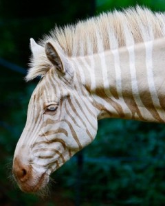 Albino zebra