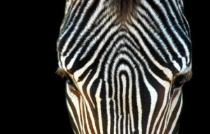zebra_face